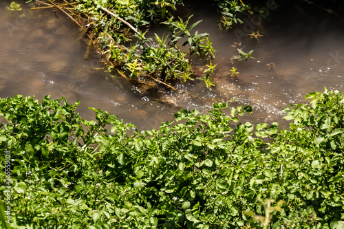 green grass and water