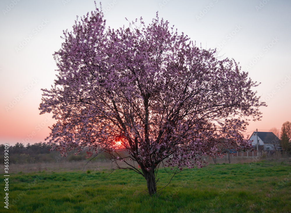 Obraz premium tree in the sunset