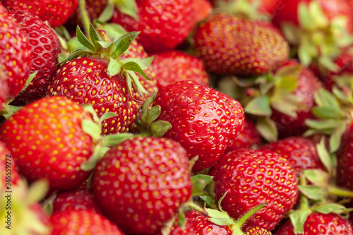 Lots of strawberry view from above, use as background or texture