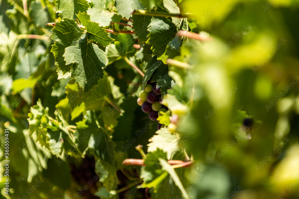 grapes in the vineyard grapes in the vineyard