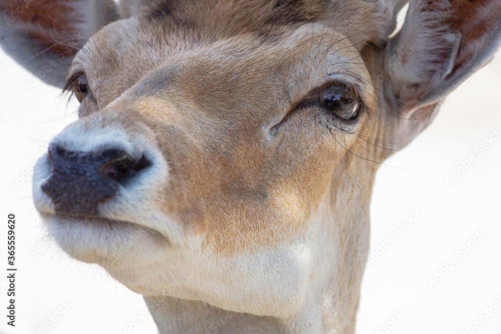 The head of the doe close-up, looks into the lens