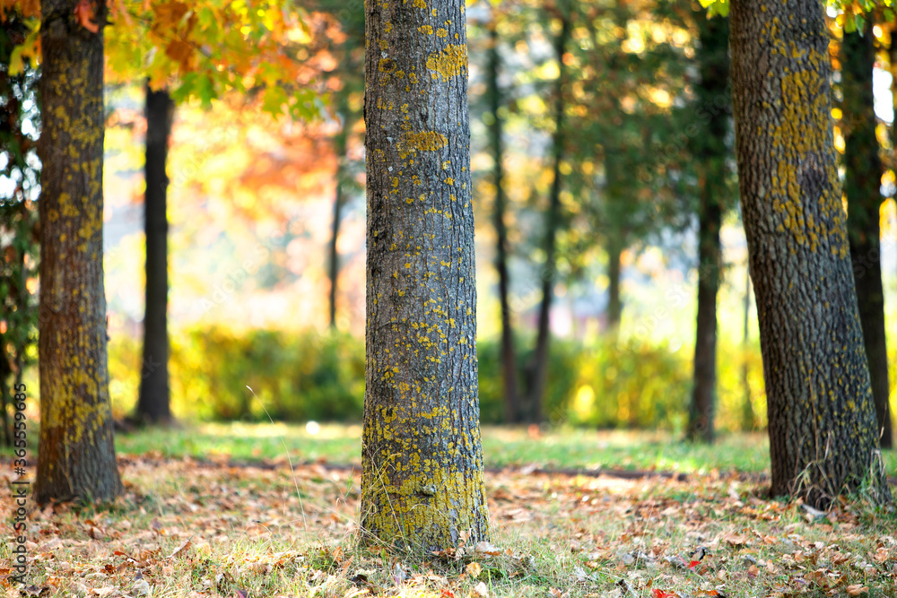 Wooden trunk of a big tree with fallen yellow leaves in autumn park. Wooden trunk of a big tree with fallen yellow leaves in autumn park.