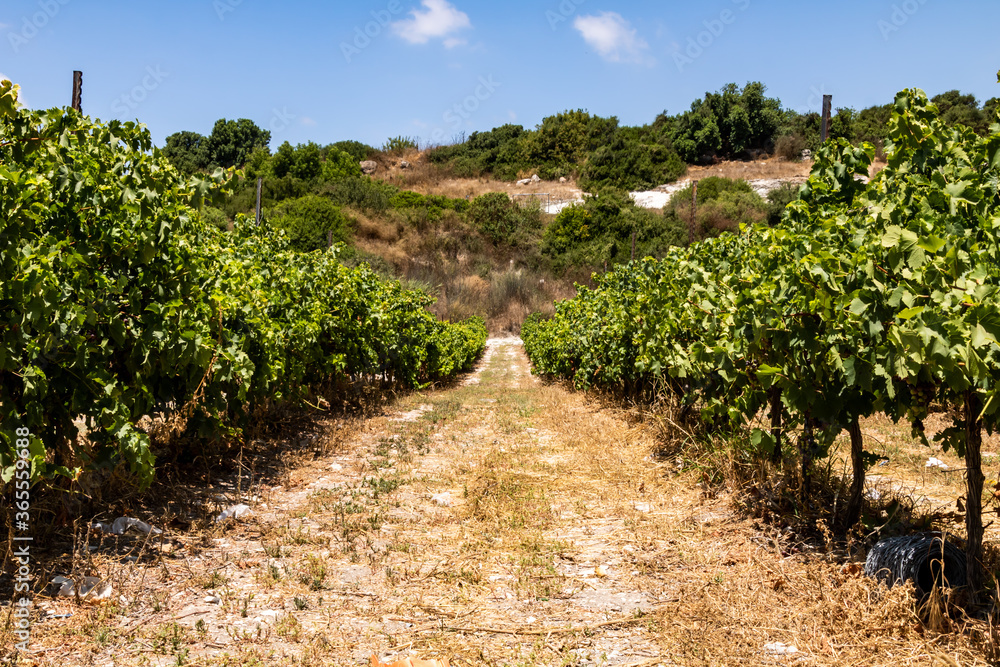 vineyard in israel