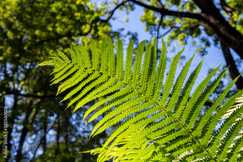 Fern against the sky