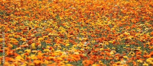 Beautiful field of marigold flowers