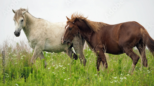 Wild Horses in Kentucky - 3 © Sue