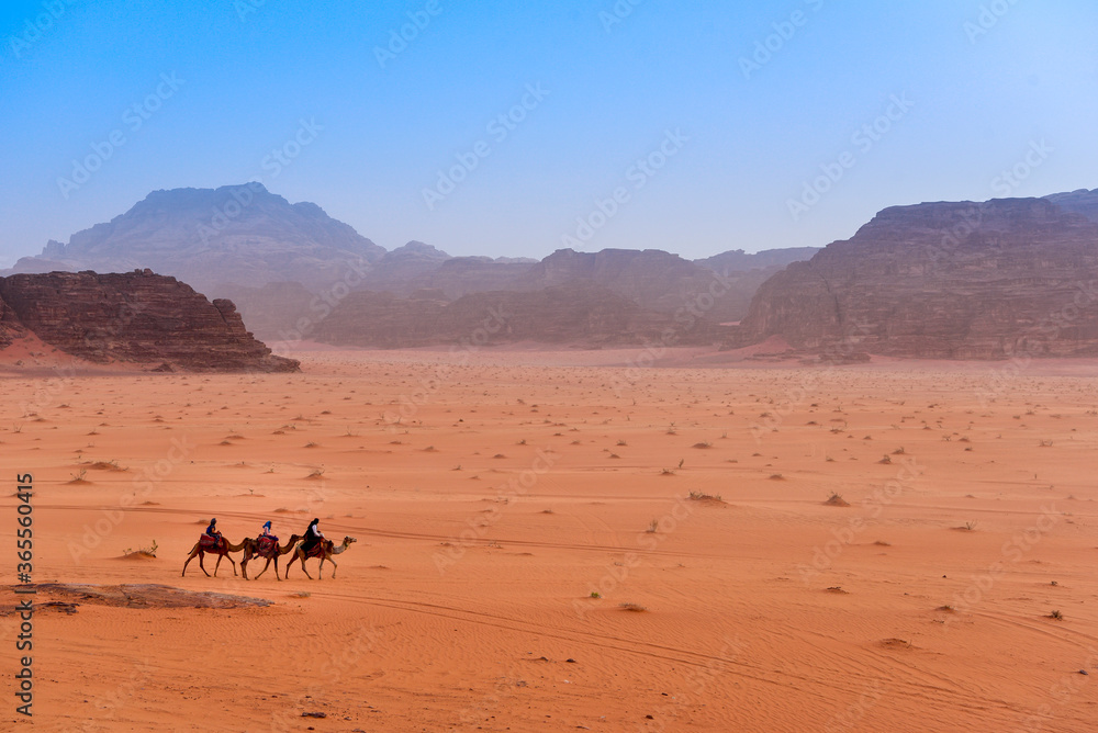 Three Camels walking in Wadi Rum Desert in Jordan. Three Camels walking in Wadi Rum Desert in Jordan.