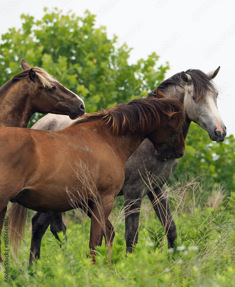 Obraz premium Wild Horses Fighting - 1