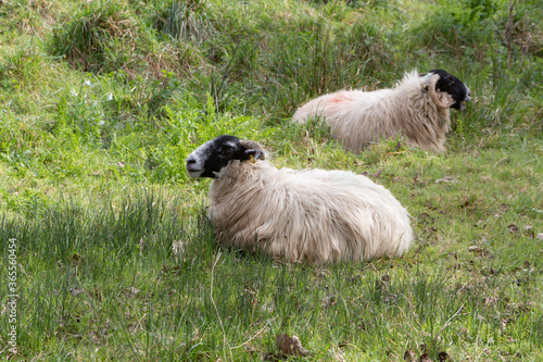 Fotografie Scottish Blackface sheep lying in a field