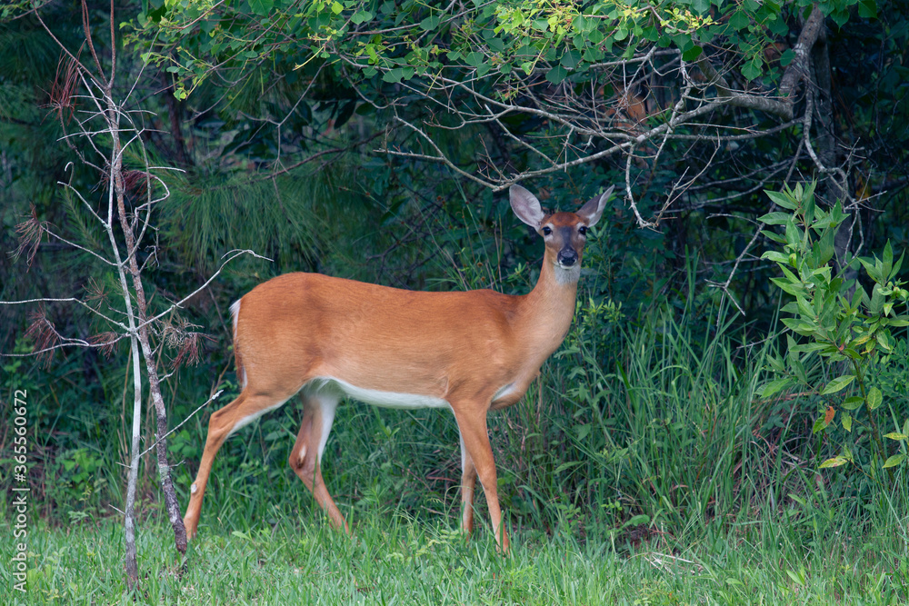 deer in the forest deer in the forest