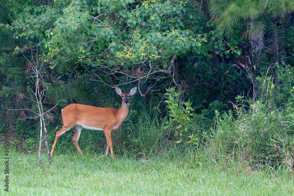 red deer in the woods red deer in the woods