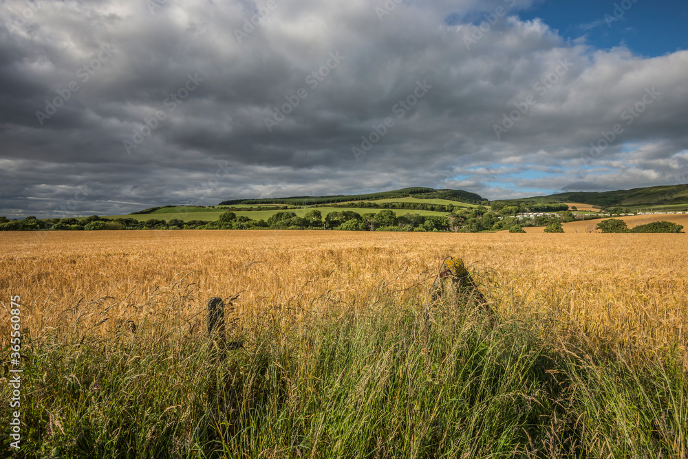 Field of wheat and cloudy sky near Ayr.