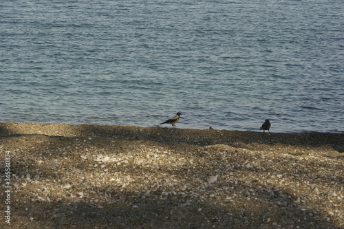 View of two crows walking on the beach