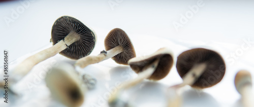 Картината върху платно .Medical research on psilocybin. Legalization of psilocybin mushrooms in America