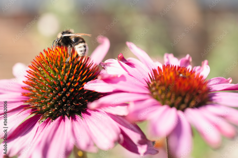 A buff tailed bumblebee on a pink echinacea coneflower. A buff tailed bumblebee on a pink echinacea coneflower.
