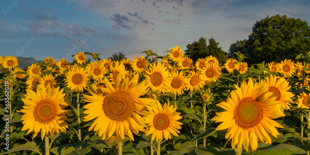 Obraz premium Lovely sunflowers in the sun