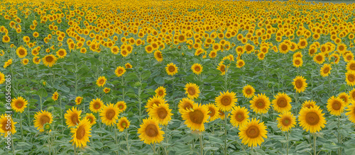panoramic beautiful sunflowers field.