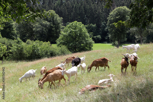 Herde von Hausziegen (Capra aegagrus hircus) auf der Weide photo