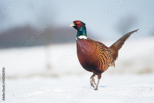 adult pheasant in the snow 