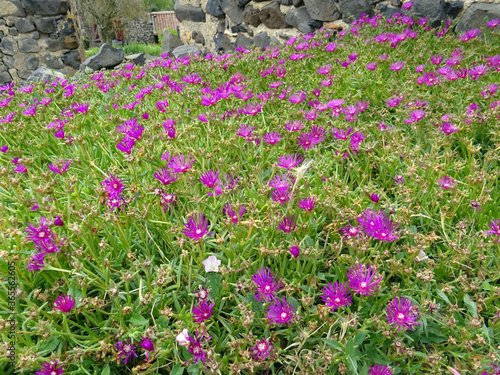 Parterre de ficoïdes