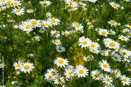 daisies in the grass