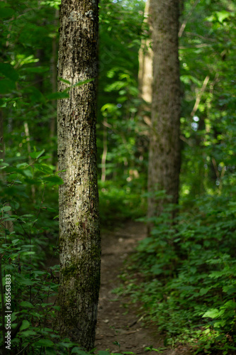 path in the forest