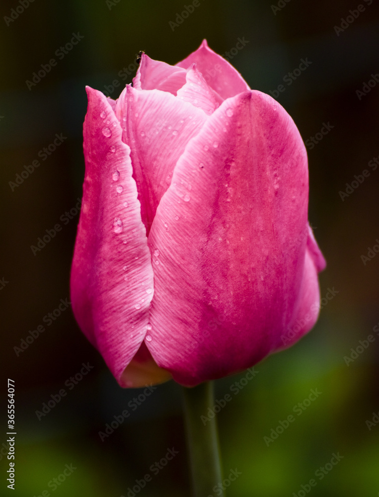 Pink Tulip with Water Drops - Closeup, intense depth of field Pink Tulip with Water Drops - Closeup, intense depth of field
