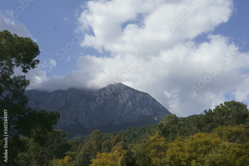 View of the mountain peak among the trees