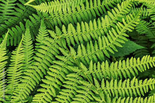 Background from green leaves of fern. Summer time.
