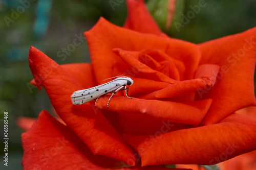 Rose flower and apple moth (Latin Hyponomeuta malinella) is a small moth from the family of ermine moths (Yponomeutidae), a dangerous pest of apple trees. photo