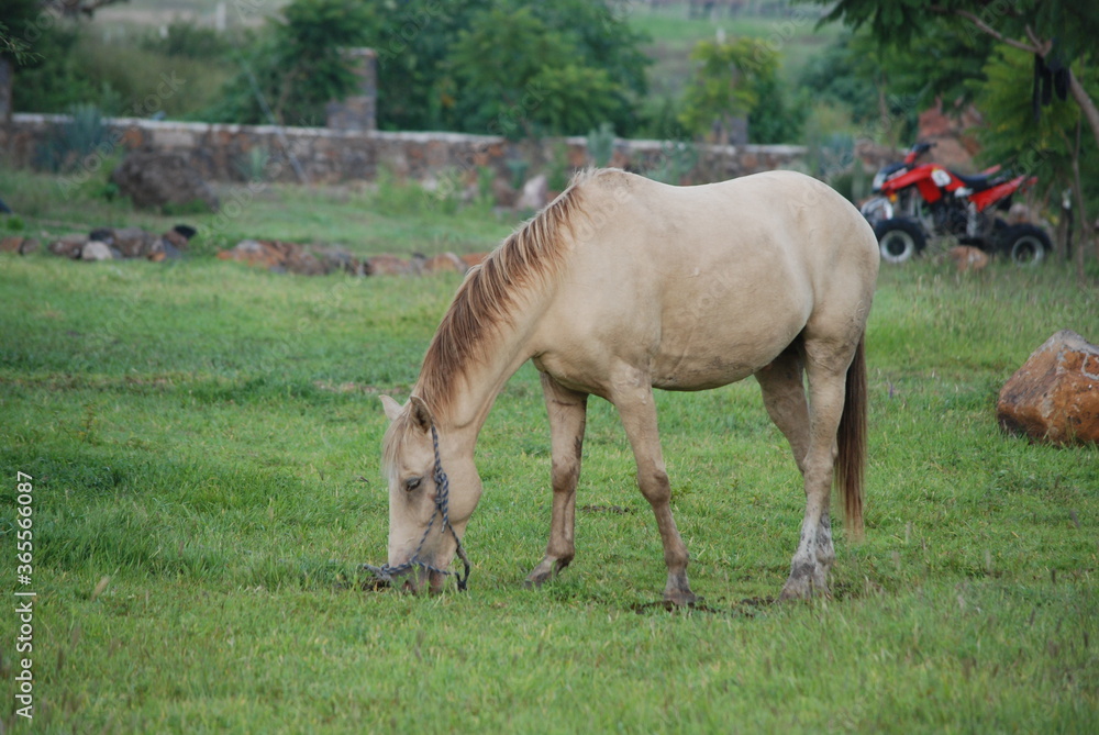 horse in field horse in field