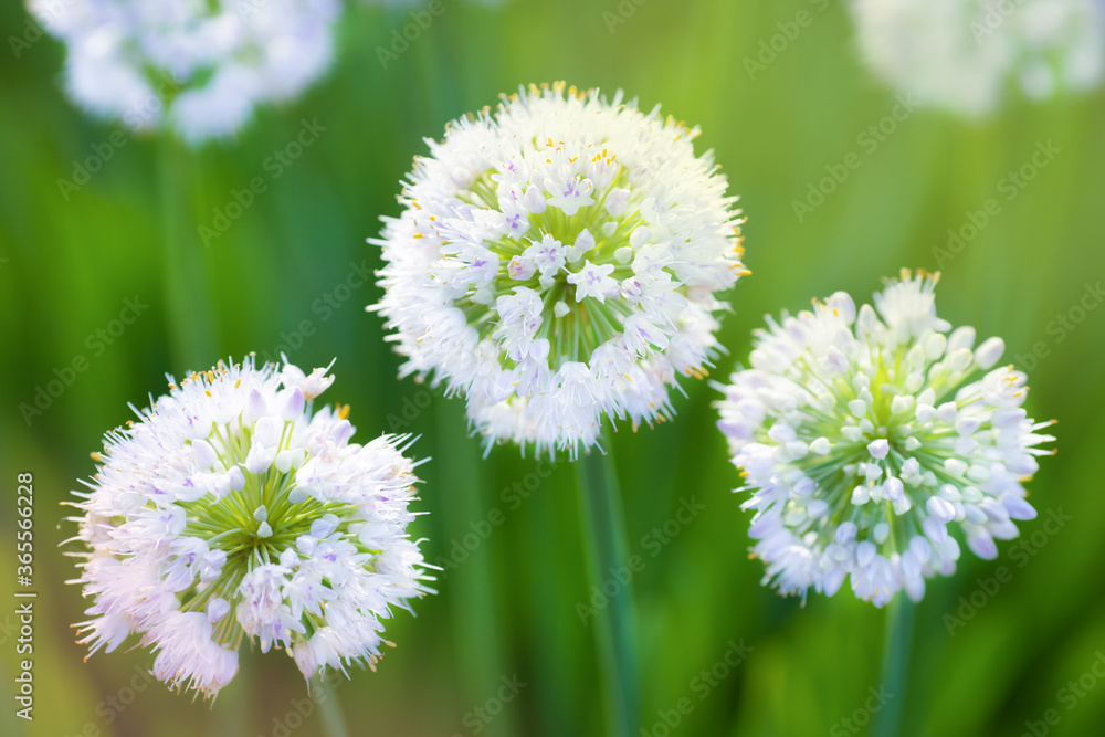 White round flower of decorative onion on the green field