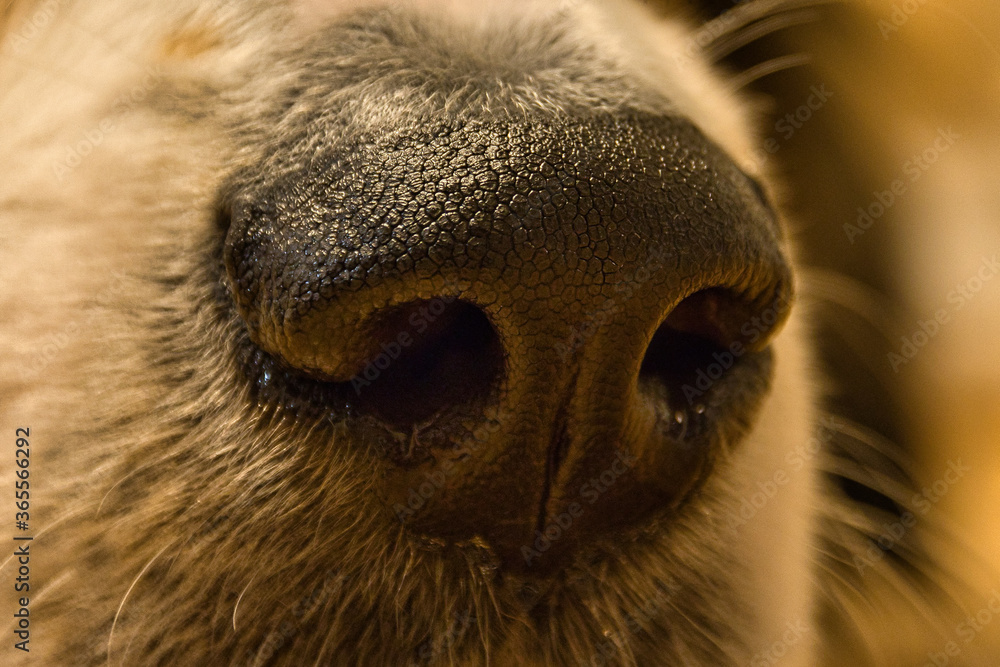 Dog nose closeup macro border collie mix