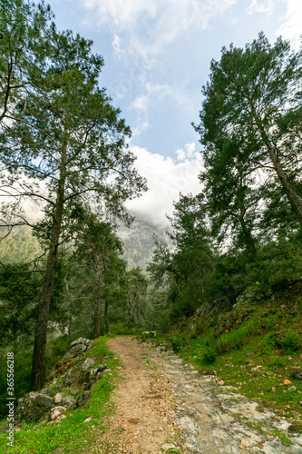 Trees and cloudy skies on the way to the forest