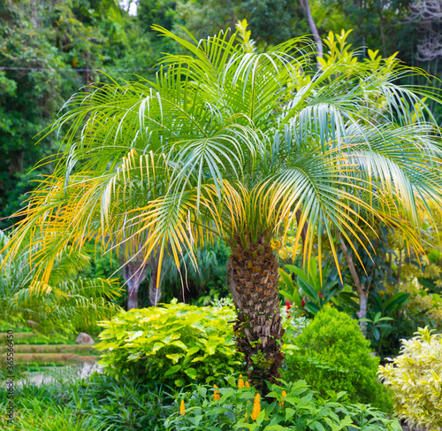 фотографія Costa Rica Pygmy date palm