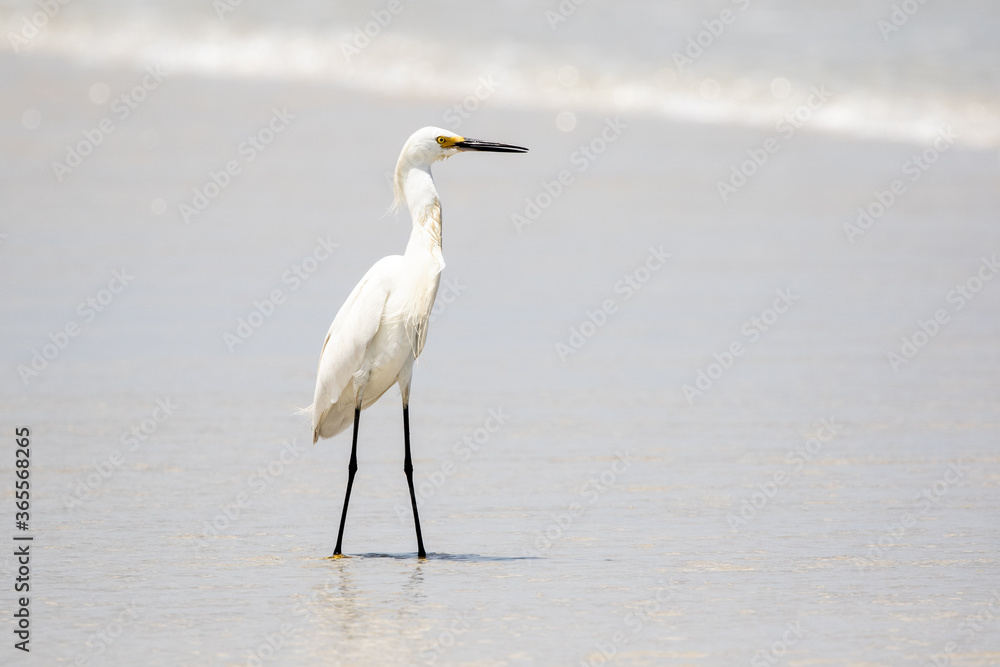 Snowy Egret at the Ocean Snowy Egret at the Ocean