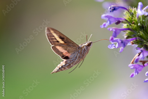 White-lined Sphinx (Hyles lineata)