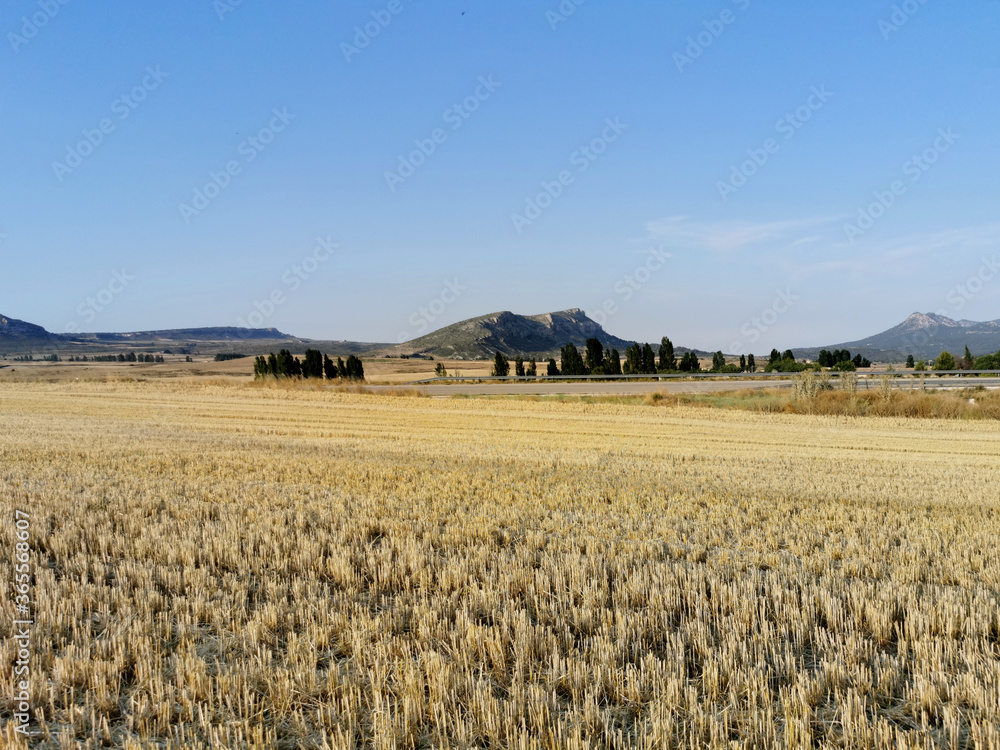 Yellow barley field and forest against the blue sky