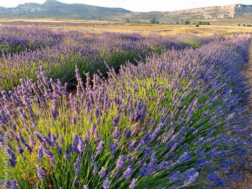 lavender fields in the mountains of Spain  a landscape with mountains on the horizon
