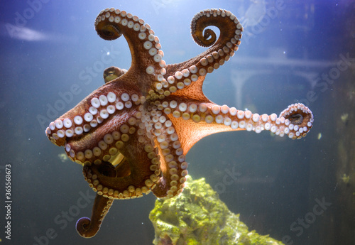 octopus