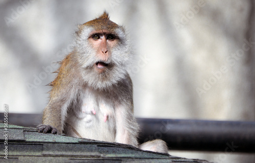 confused monkey on a roof