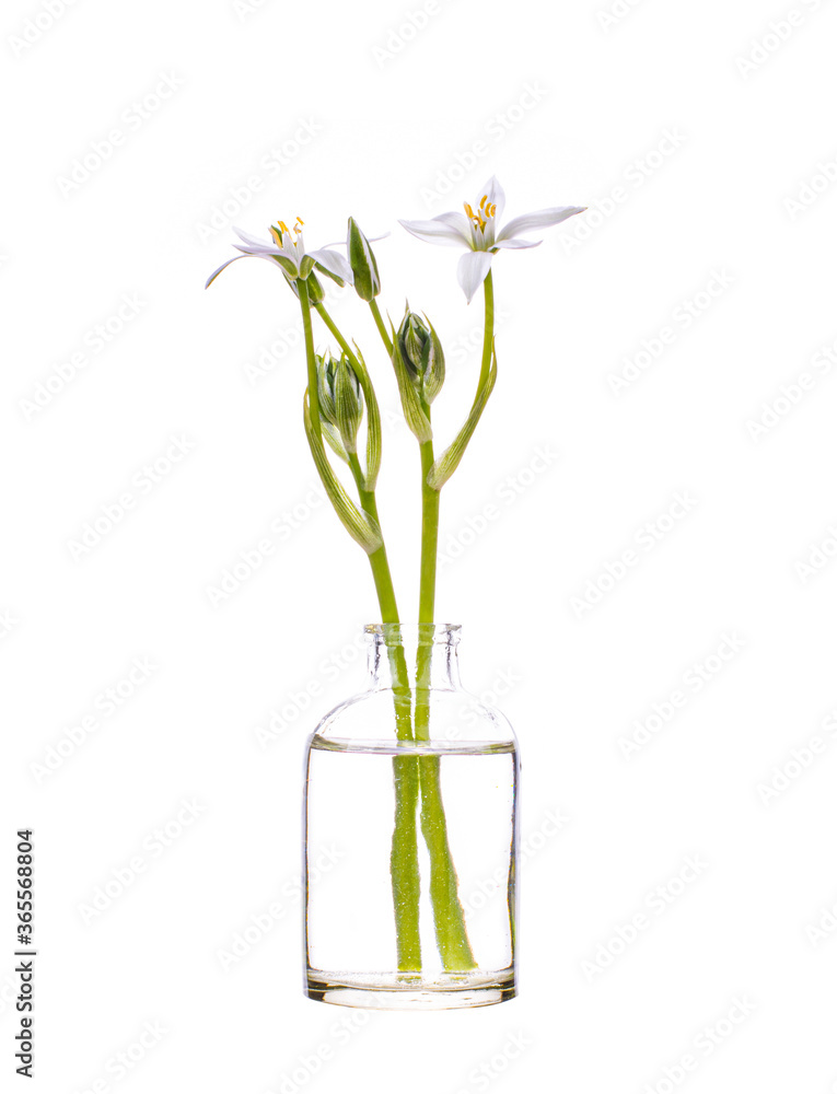 Obraz premium Grass lily (nap-at-noon, or eleven-o'clock lady) in a glass vessel on a white background