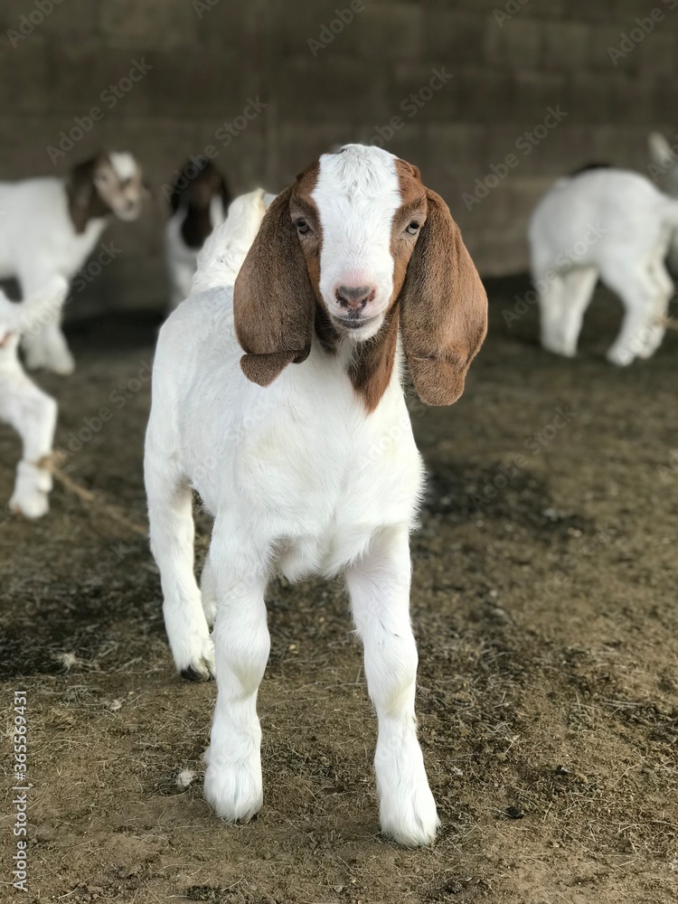 Baby Boer goats on farm.