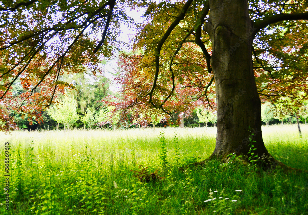 Autumn Tree in Grassy Field in Wurlitzer Park Germany Autumn Tree in Grassy Field in Wurlitzer Park Germany