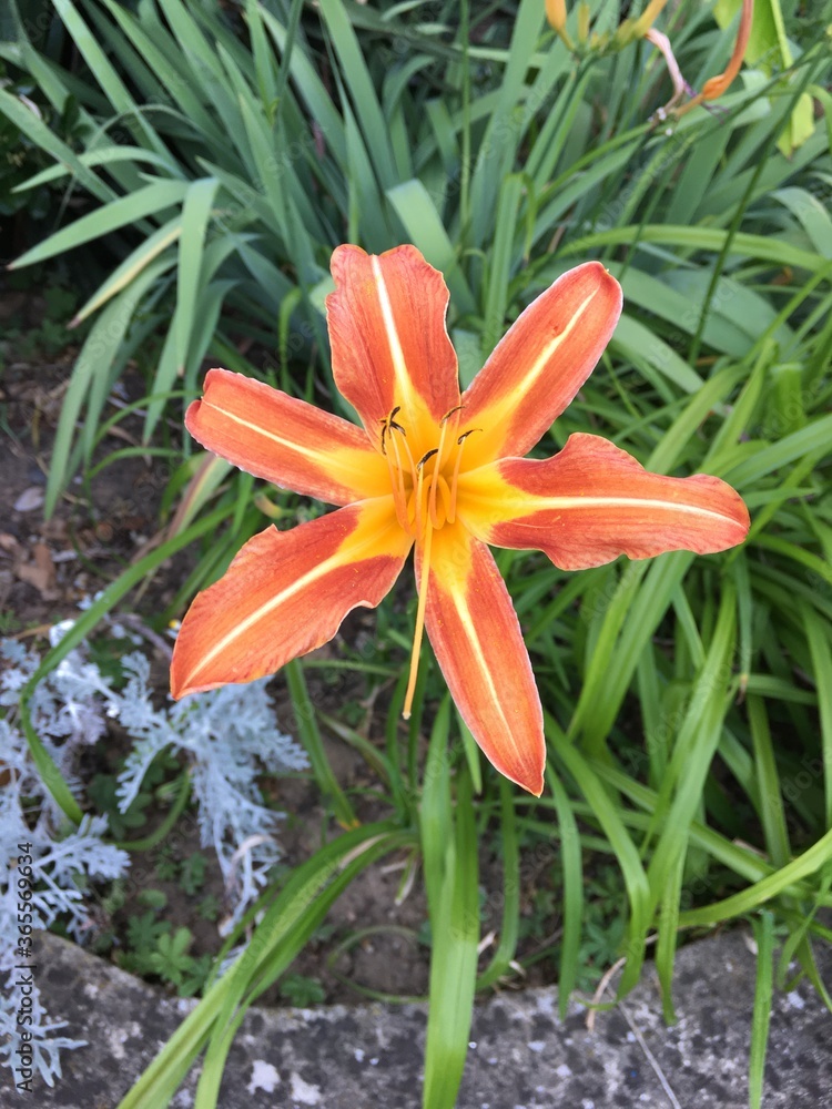 orange tiger lily orange tiger lily