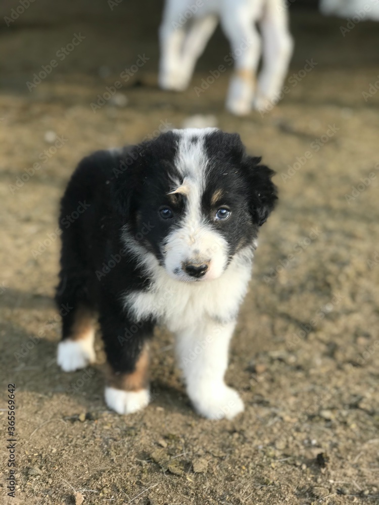 Border collie puppy.