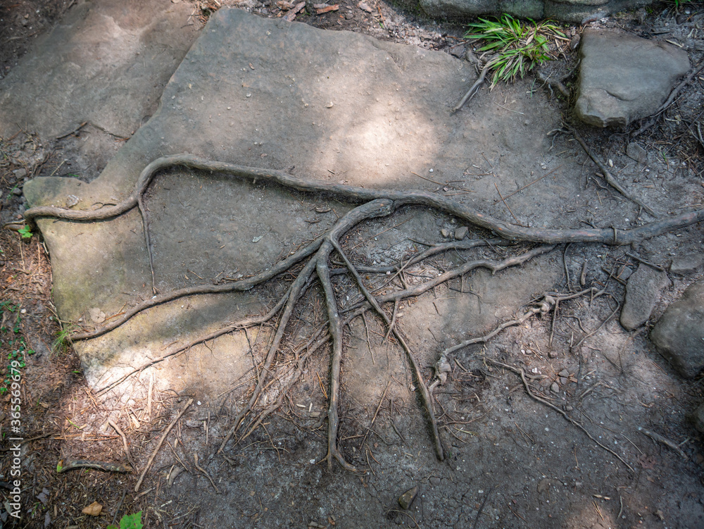 detail of roots in footpath in the forest, Little River Canyon National Preserve, Alabama, USA