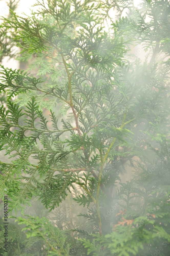 Obraz Green thuja branches in fog close-up