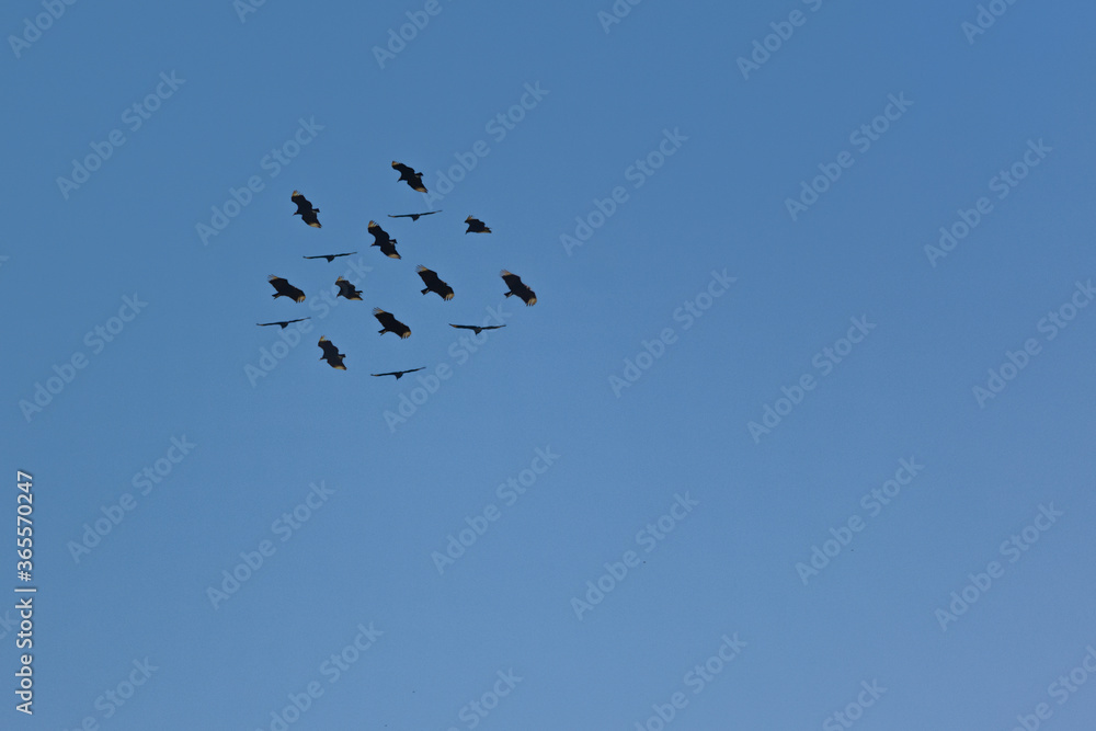 composite silhouette of distant birds in flight composite silhouette of distant birds in flight