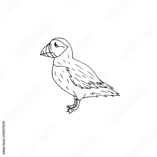 Vector hand drawn doodle sketch puffin bird isolated on white background